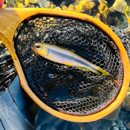 カワムツの釣果