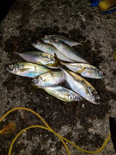 アジの釣果