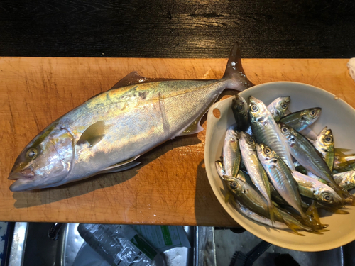 シオの釣果