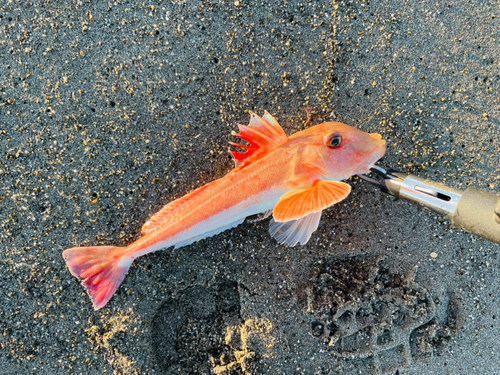 ホウボウの釣果