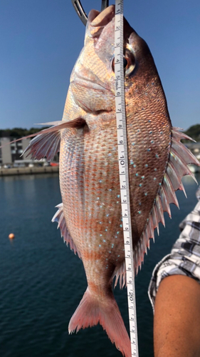 マダイの釣果