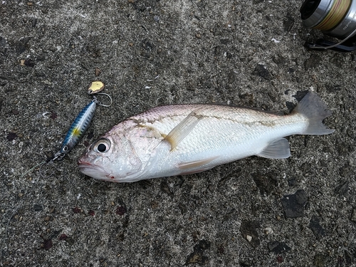 ハマチの釣果