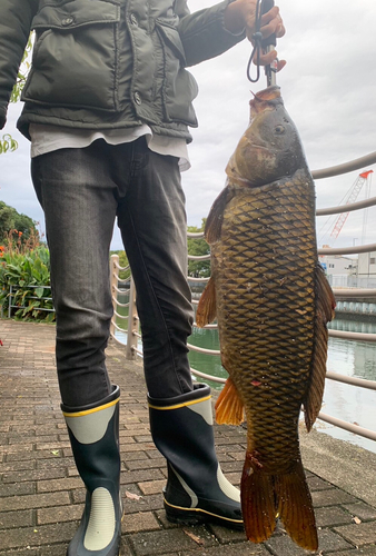 コイの釣果