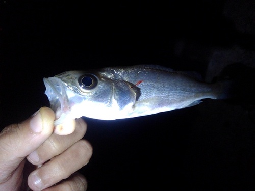 セイゴ（マルスズキ）の釣果