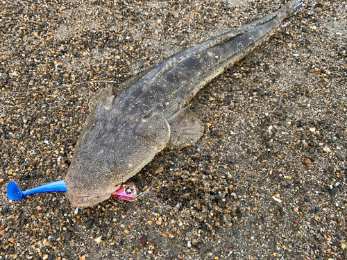 マゴチの釣果