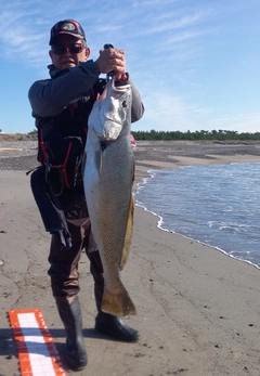 オオニベの釣果