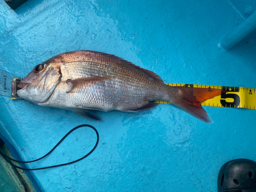 マダイの釣果