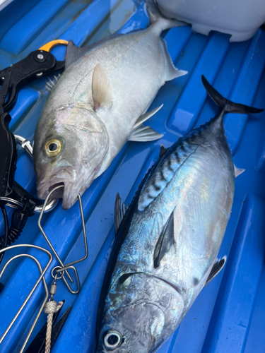 スマガツオの釣果