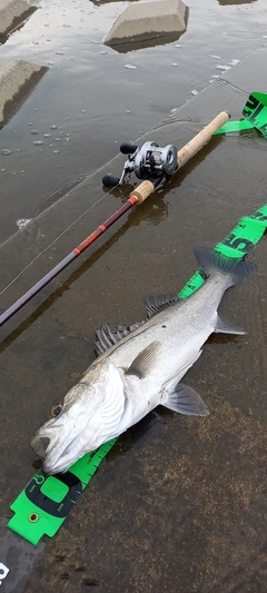 フッコ（マルスズキ）の釣果