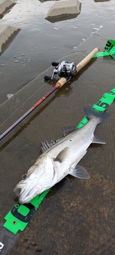 フッコ（マルスズキ）の釣果