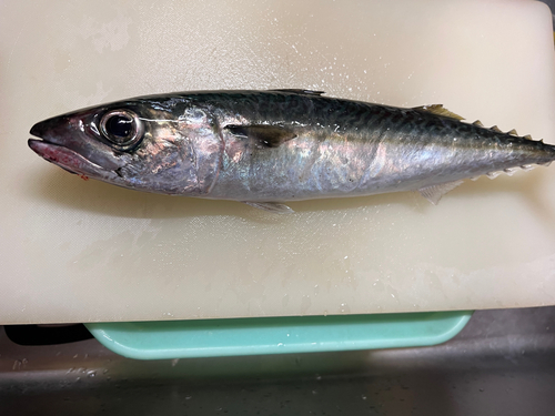 サバの釣果