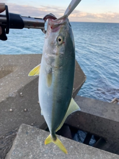 イナダの釣果