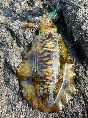 アオリイカの釣果