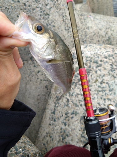 セイゴ（タイリクスズキ）の釣果