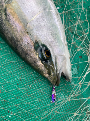 ブリの釣果