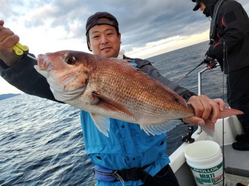 マダイの釣果