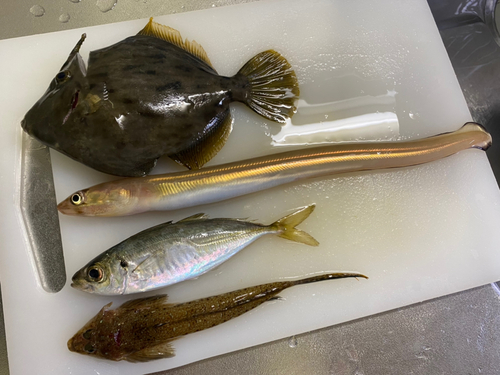 カワハギの釣果