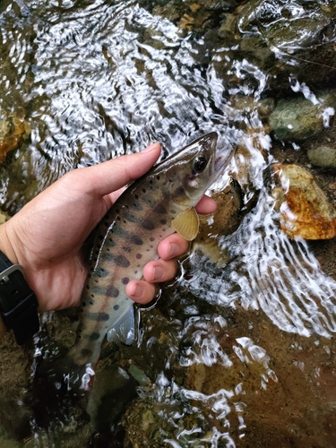 ヤマメの釣果