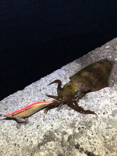 アオリイカの釣果