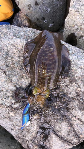 アオリイカの釣果