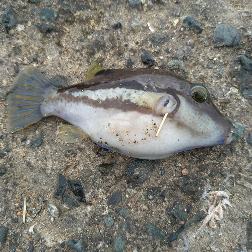 キタマクラの釣果