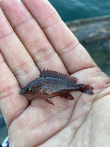 オオモンハタの釣果