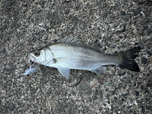 セイゴ（ヒラスズキ）の釣果