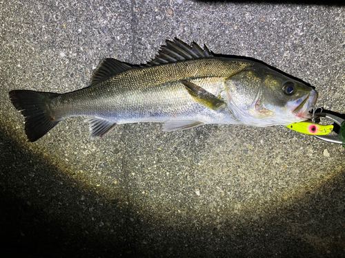 シーバスの釣果