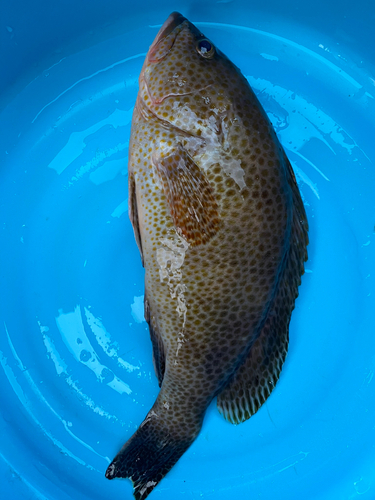 オオモンハタの釣果