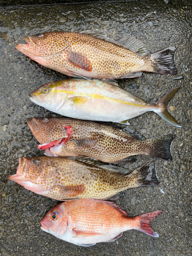 カンパチの釣果