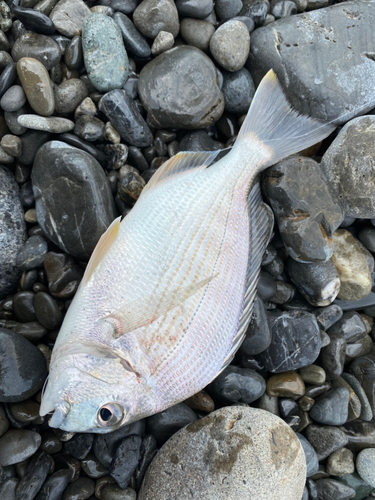 ヘダイの釣果