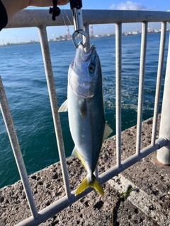 イナダの釣果