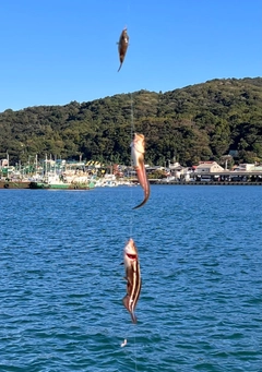 ゴンズイの釣果