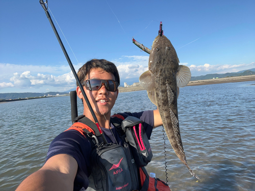 マゴチの釣果