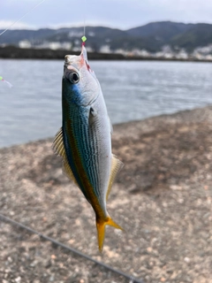 タカベの釣果