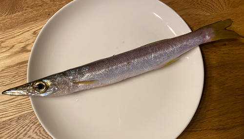 カマスの釣果