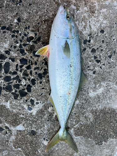 ワカナゴの釣果