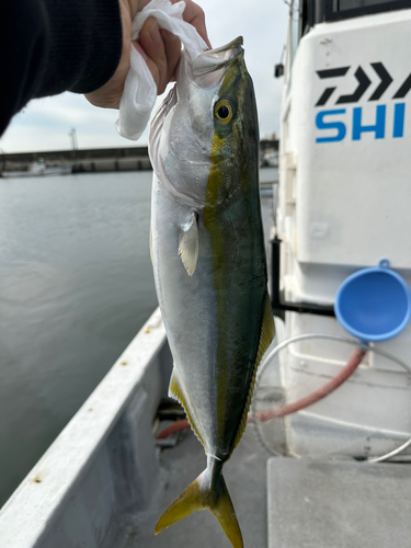 ツバスの釣果