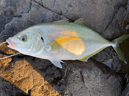 シマアジの釣果