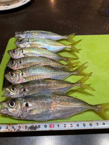 アジの釣果