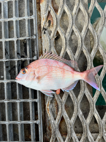 チャリコの釣果