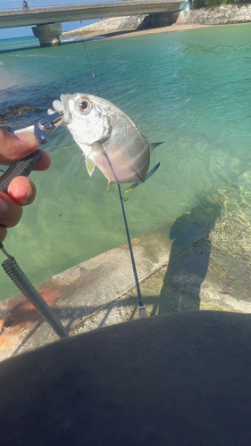 メッキの釣果