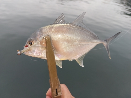 メッキの釣果