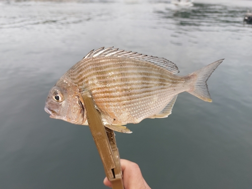 ヘダイの釣果