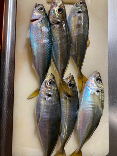 アジの釣果