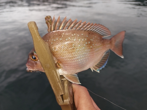 タイの釣果