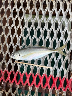 マアジの釣果