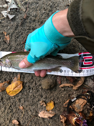 ニジマスの釣果