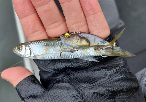 オイカワの釣果