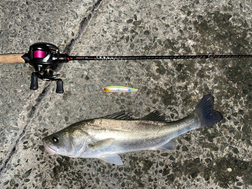 シーバスの釣果